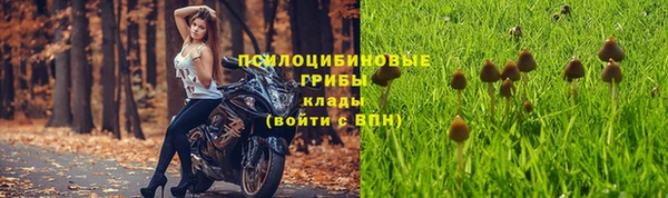 шишки Арсеньев